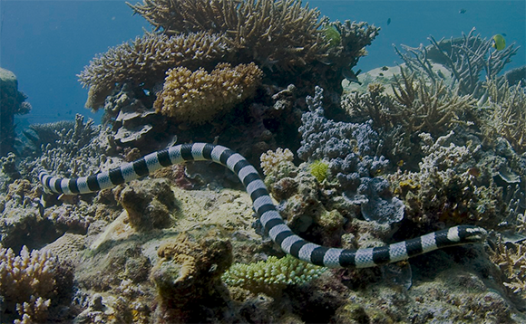 dadakulaci sea snake