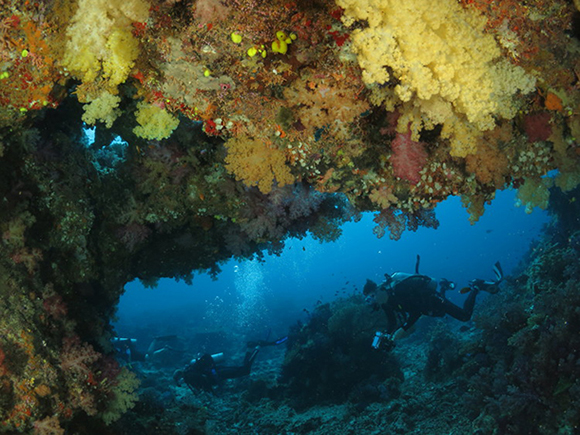 yellow tunnel dive site